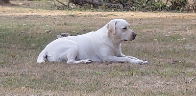 Étalon Labrador Retriever - Taïra Du Domaine De Saint Antoine
