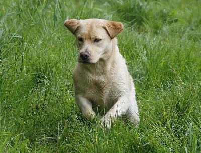 Étalon Labrador Retriever - Ultra bulma des Perles De Saint Albin