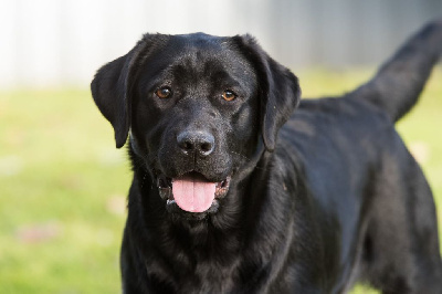 Étalon Labrador Retriever - bloomwood J'adore