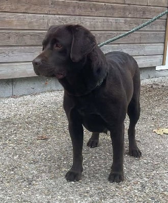 Étalon Labrador Retriever - Sweety du Haras des Ifs