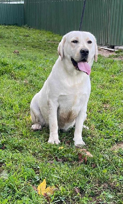 Étalon Labrador Retriever - Vanille de la Vallée de Saint Samson