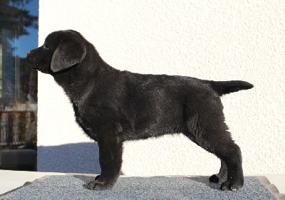 Étalon Labrador Retriever - MDG Labs Vali