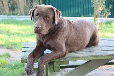 Étalon Labrador Retriever - Takin Du Grand Etricher