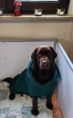 Étalon Labrador Retriever - dyana'lys Tender joy