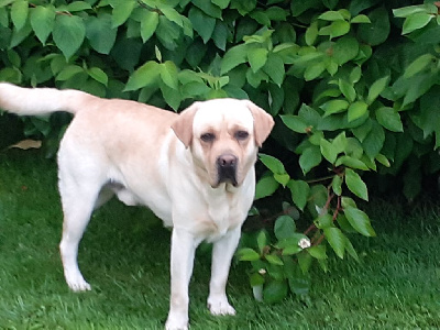 Étalon Labrador Retriever - Pulco du verger de la placette
