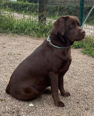 Étalon Labrador Retriever - Upsy du Haras des Ifs