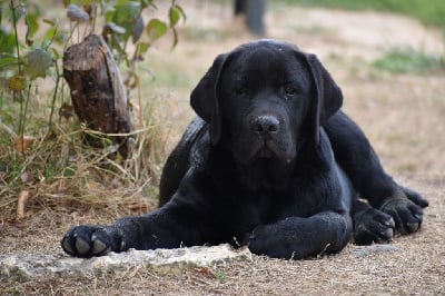 Étalon Labrador Retriever - Achille Du Moulin Sault