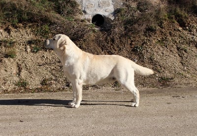 Étalon Labrador Retriever - Pongo Des Montagnes Du Gévaudan