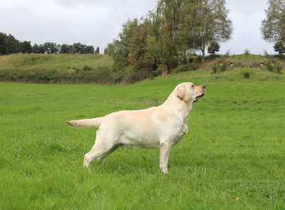 Étalon Labrador Retriever - Némo special secret