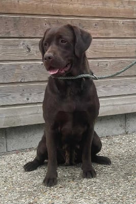 Étalon Labrador Retriever - Topsy du Haras des Ifs