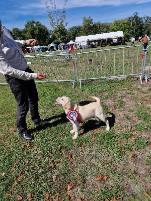 Étalon Labrador Retriever - Auk-owen logis caline