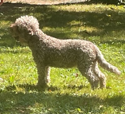 Étalon Lagotto Romagnolo - Topolina De la forêt des hauts de galgals