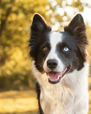 Étalon Laika de iakoutie - snow breeze Inki