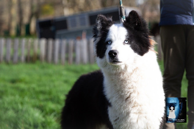 Étalon Laika de iakoutie - Seven Kingdoms Wolves Tansy