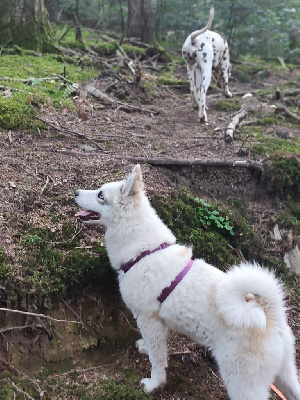 Étalon Laika de iakoutie - Apache kalinka hateya the Spirit of Slavic Wolf