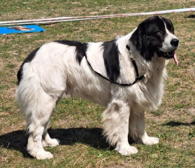 Étalon Landseer type continental europeen - CH. Teal'c Du Val D'ormyne