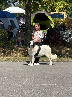 Étalon Landseer type continental europeen - Alpha Du Domaine Du Boutlande