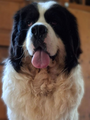 Étalon Landseer type continental europeen - ingrid gyöngye Fokusz gaston