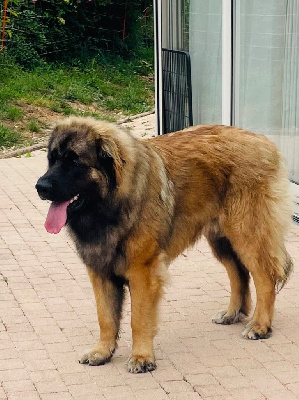Étalon Leonberger - V-falko de l'enclos des Bruyeres