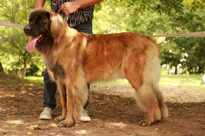 Étalon Leonberger - V'aitana An nor digor