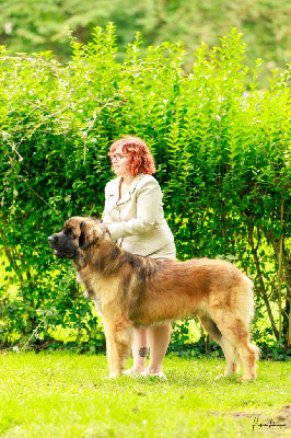 Étalon Leonberger - CH. Virgo d'ares et aphrodite Des Dieux De Sarusi