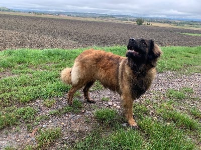 Étalon Leonberger - Shiva chapiral de Loudenka