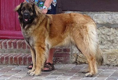 Étalon Leonberger - Pixka ios de l'aulp de fier