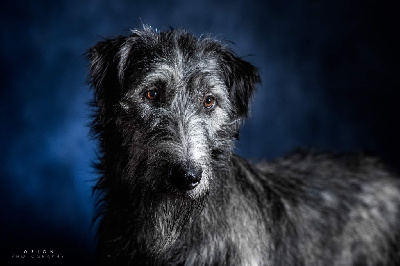 Étalon Levrier Irlandais - Tengri te fiti du mas de Canteperdrix