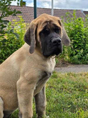 Étalon Mastiff - Aarya Du Domaine De Mildred