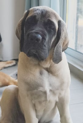 Étalon Mastiff - Alba Des Gardiens De Cyrnos