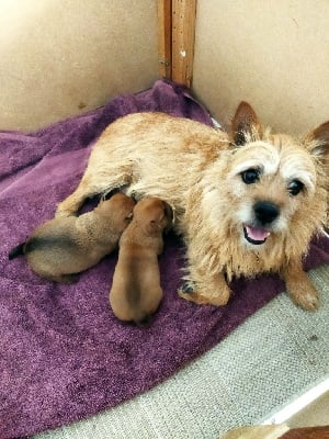 Étalon Norwich Terrier - Du pre de la croix verte Nina lohi