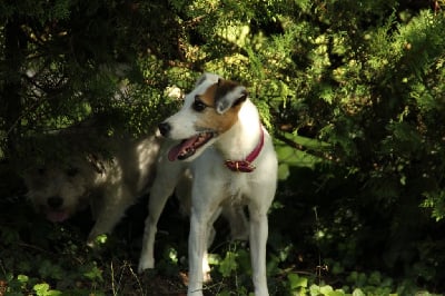 Étalon Parson Russell Terrier - Phee clochette Rosas Da Madeira