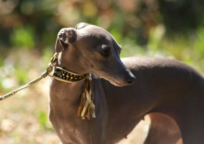 Étalon Petit Levrier Italien - Suzy Des Petites Bouilles D’Eole