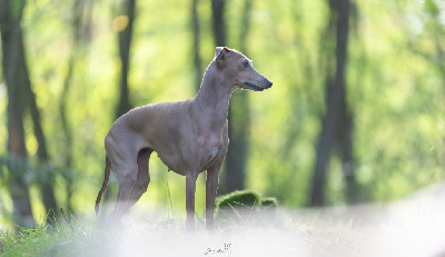 Étalon Petit Levrier Italien - Souriez vous êtes filmés de magistris
