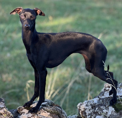 Étalon Petit Levrier Italien - Uva negra Du pont de la sumene