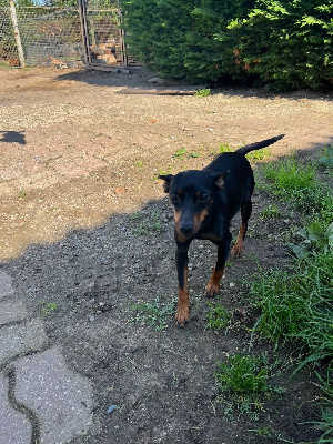 Étalon Pinscher nain - Trinidad Du gang des loups