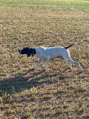 Étalon Pointer - Phara du ruisseau de demoire