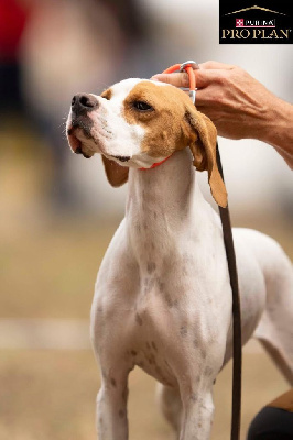Étalon Pointer - Udzylla del emperio di templio