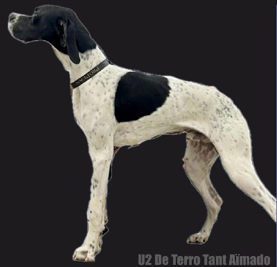 Étalon Pointer - U2 De Terro Tant Aïmado