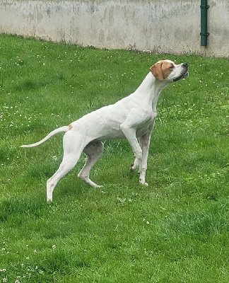 Étalon Pointer - Ula (Sans Affixe)