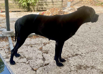 Étalon Pointer - Néna du bois de la Hulaine