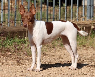 Étalon Ratier valencien - Tia amaia de las brisas del mar