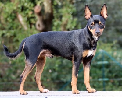 Étalon Ratier valencien - Severino de las brisas del mar