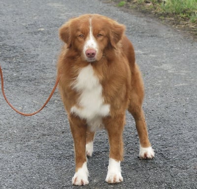 Étalon Retriever de la Nouvelle-Ecosse - CH. Lupus Dei Trick or treat