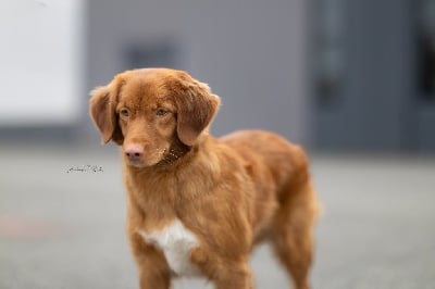 Étalon Retriever de la Nouvelle-Ecosse - CH. too smart Cuba libre
