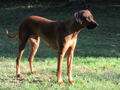 Étalon Rhodesian Ridgeback - Utah des prouillacs