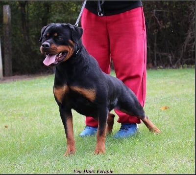 Étalon Rottweiler - CH. Fortuna vom hause ferapie