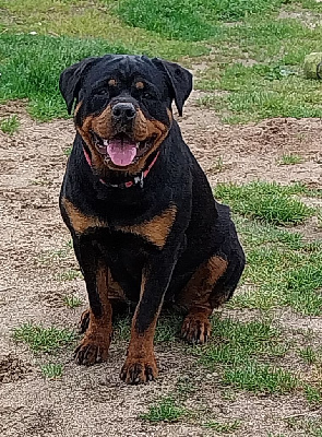 Étalon Rottweiler - Ulkane des spectres d or noir