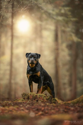 Étalon Rottweiler - T xena Les rotts d’entre deux guerres