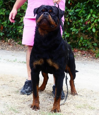 Urakan Des Flammes De La Nuit